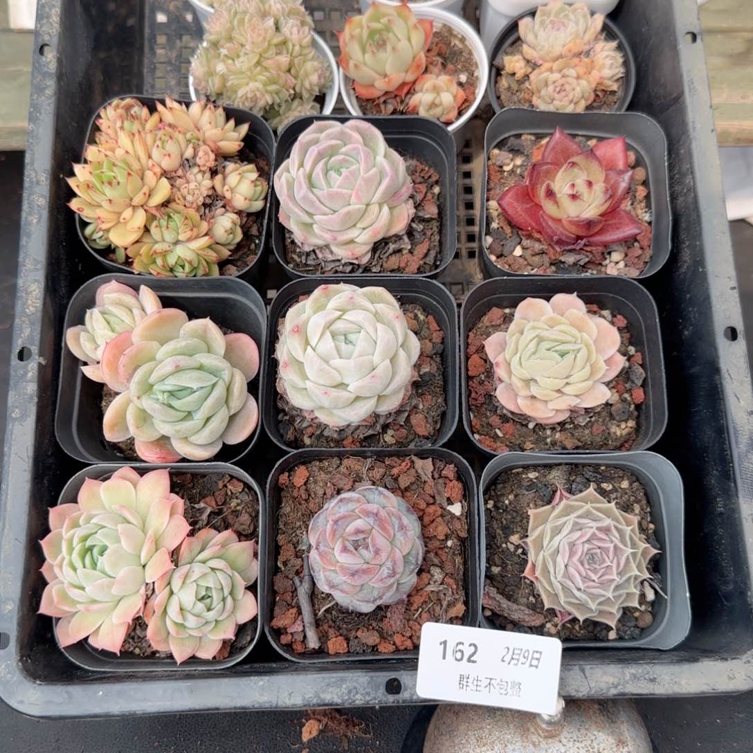 框拍框拍0209-162