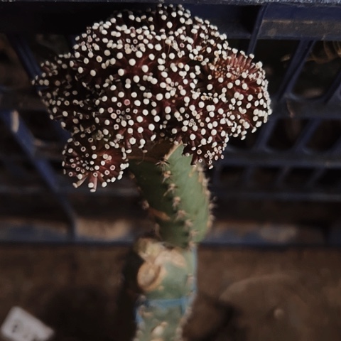 2331松针仙人球嫁接的