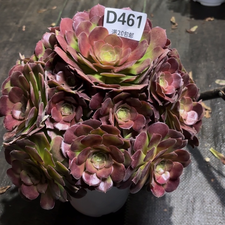 瑞妈一物一拍461