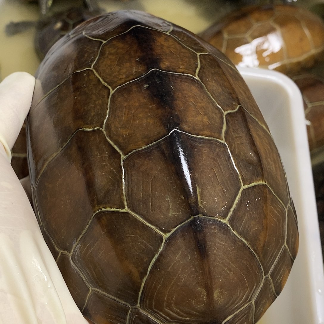 广***8绿毛龟公888888888888888