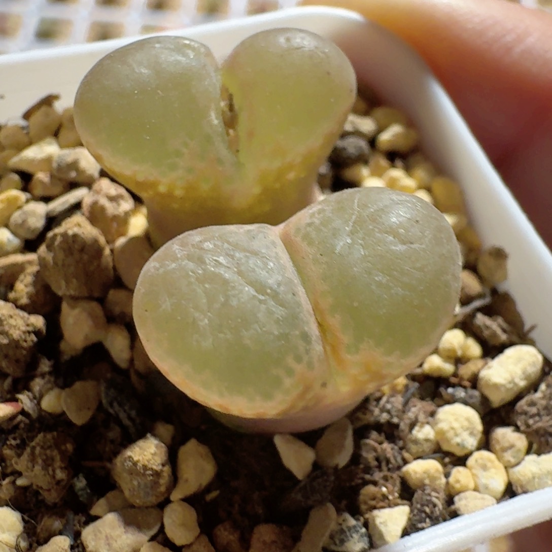 带盆土发货.........