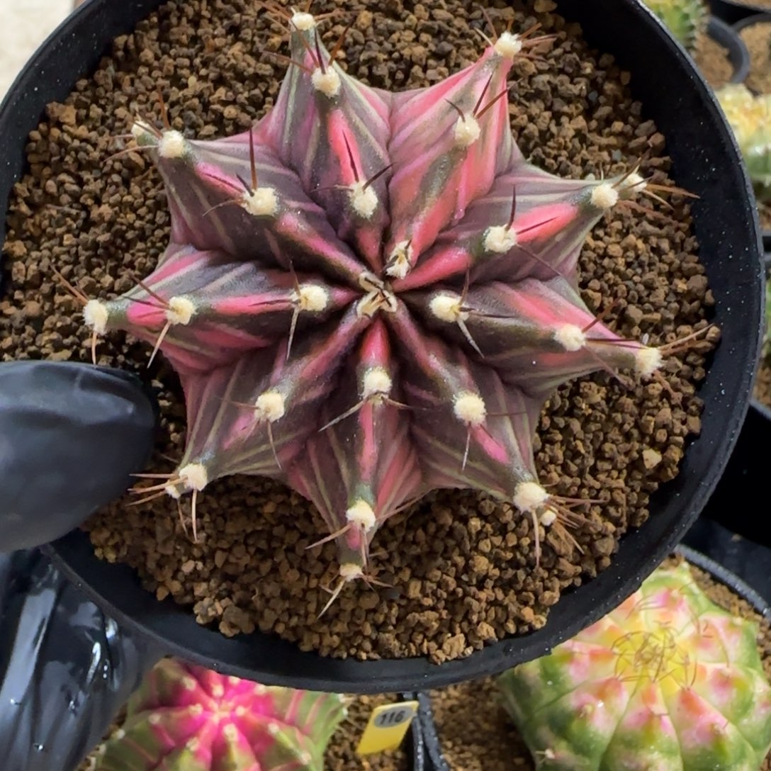 泰系实生粉色米哈锦