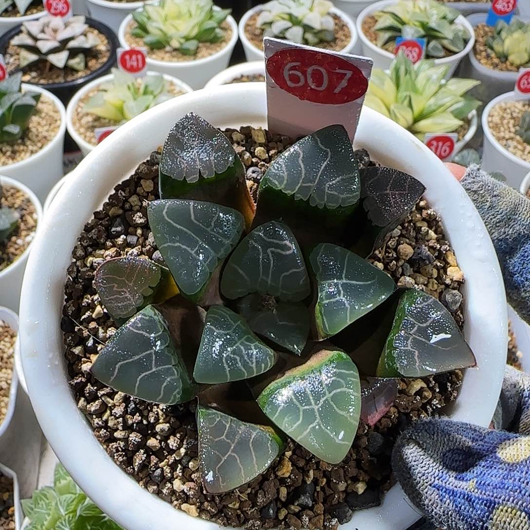 607号实生克 孤品 7 厘米左右一物一拍带盆发货