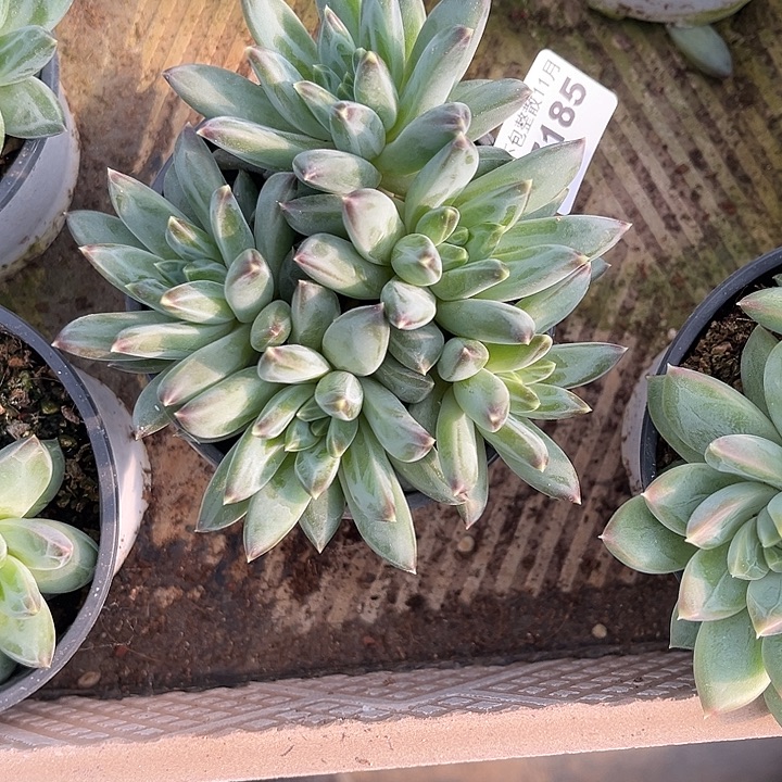 阿雅园艺。       7185三色美人