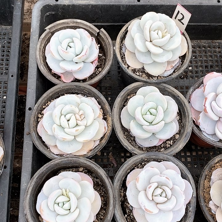 12号直播间一物一拍雪莲6颗