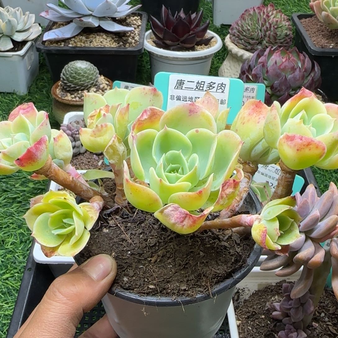 唐二姐多肉编号126