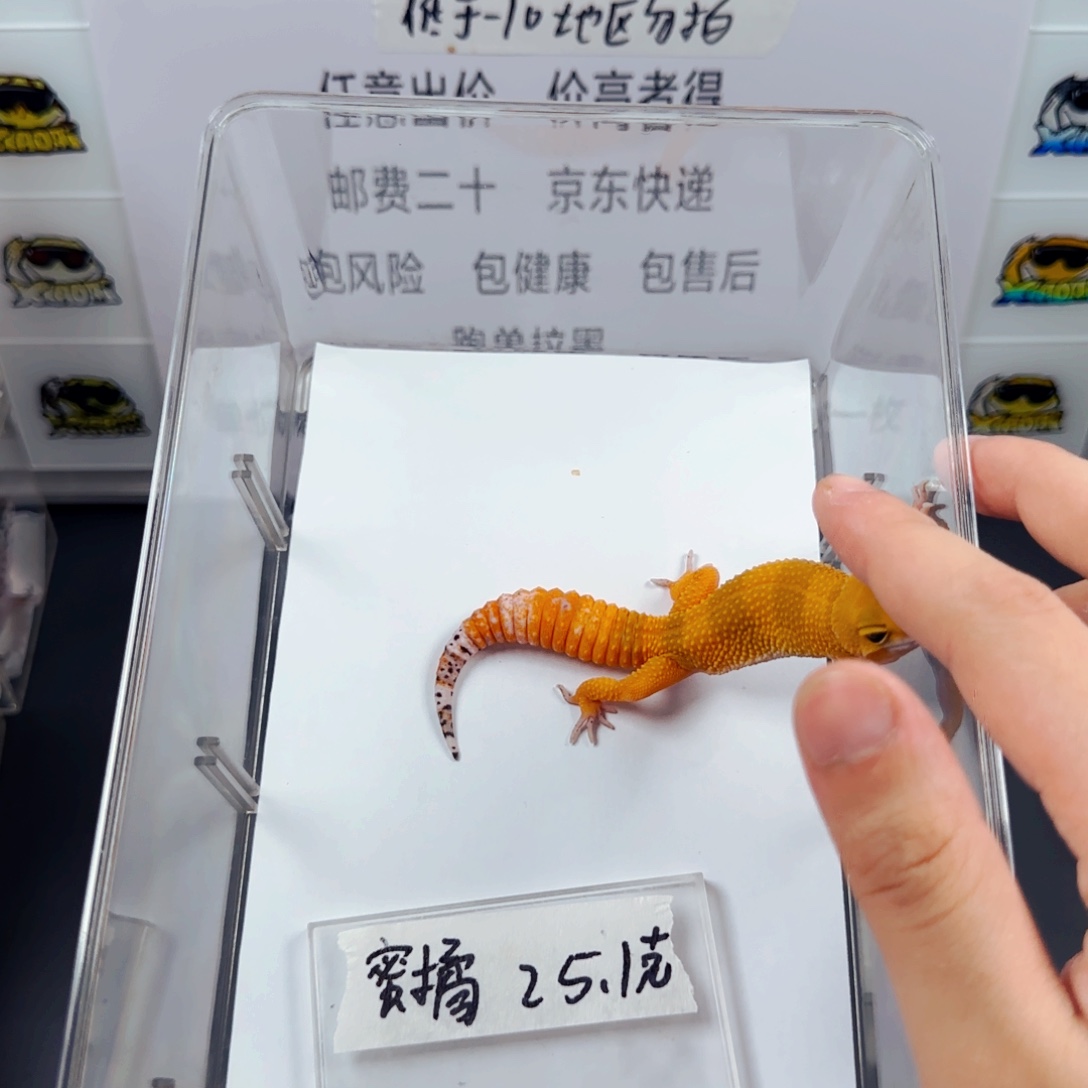 豹纹守宫豹纹守宫
