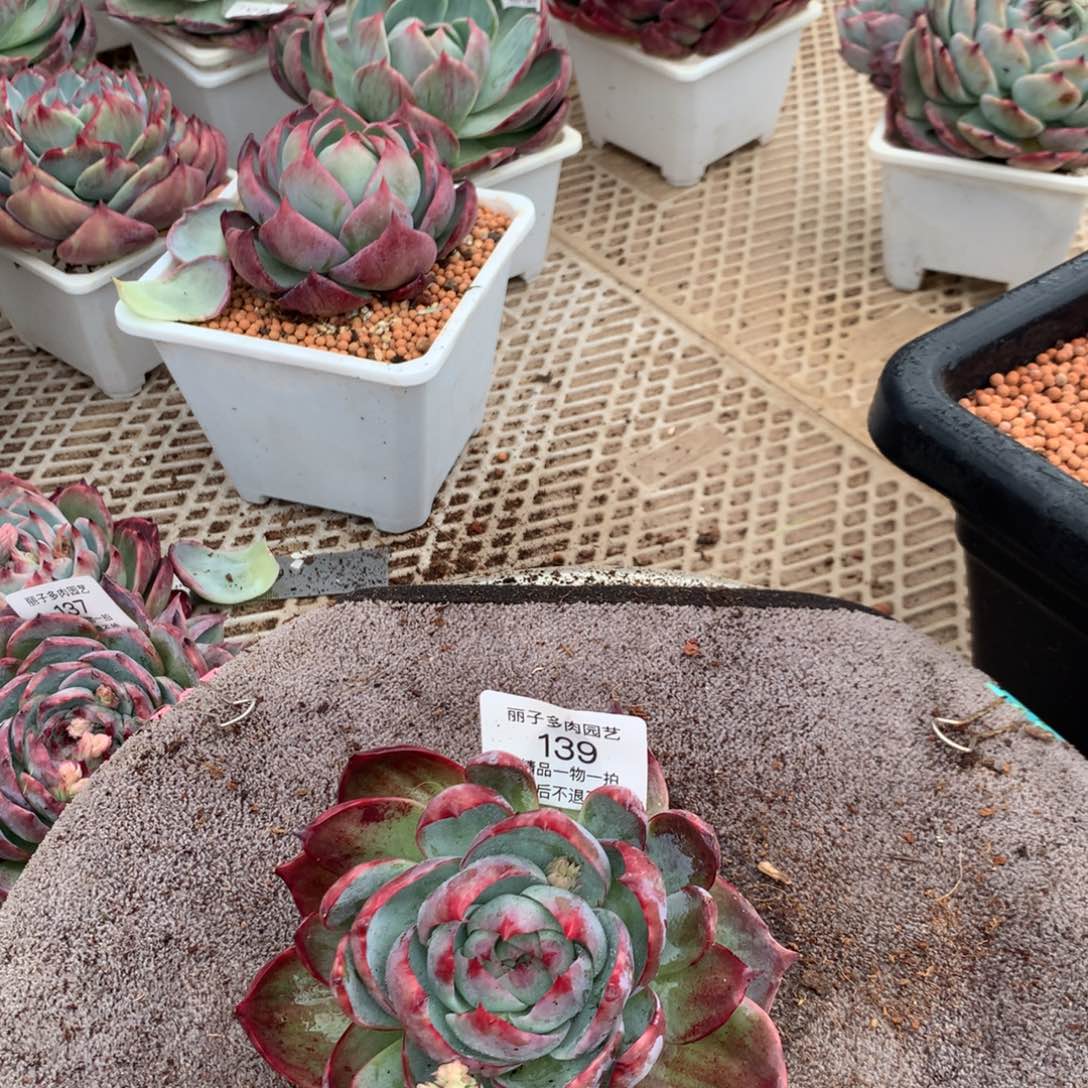 139号多肉植物惊鸿13厘米