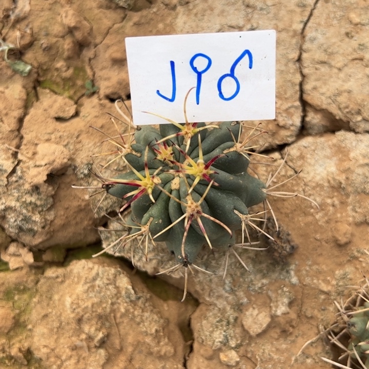 馨***兒J96黑罗莎一颗10///
