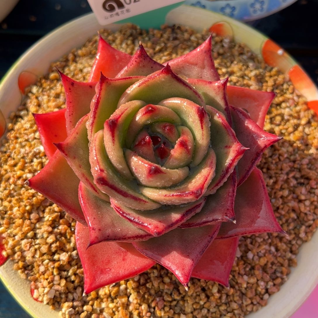 从前慢多肉精选编号0211.64