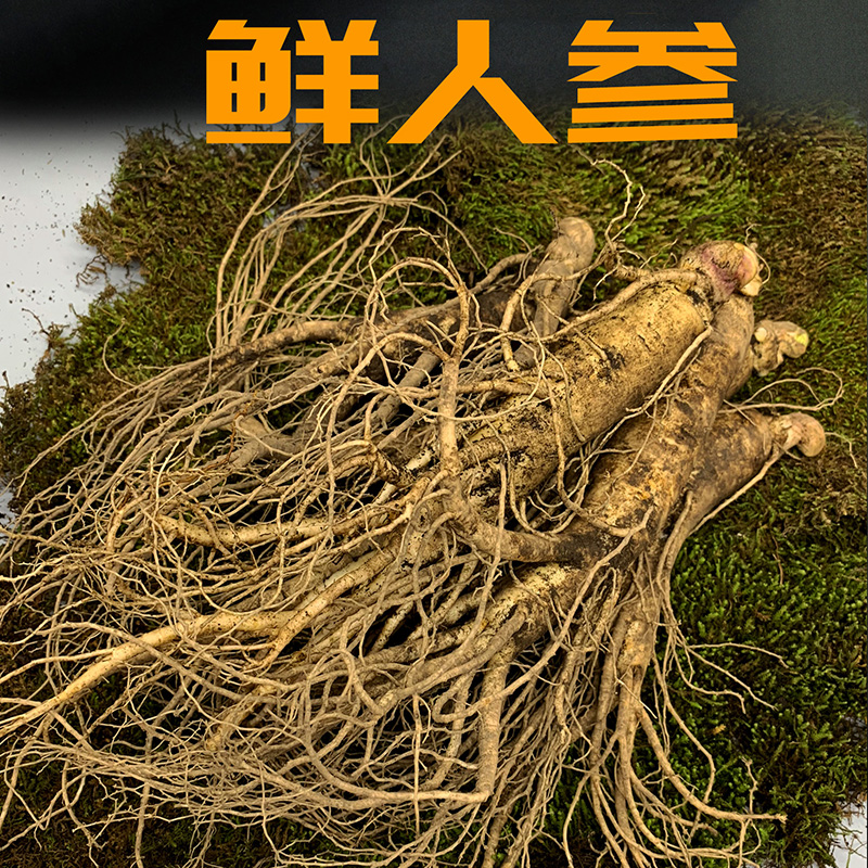 新鲜人参 瑕疵参 微瑕疵参 残参改价链接 一物一拍介意慎拍