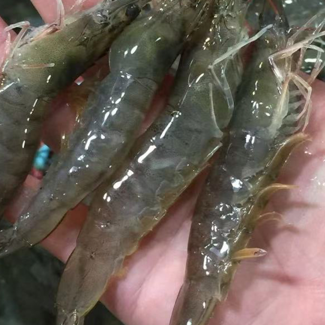 （鲜活）大个海白虾