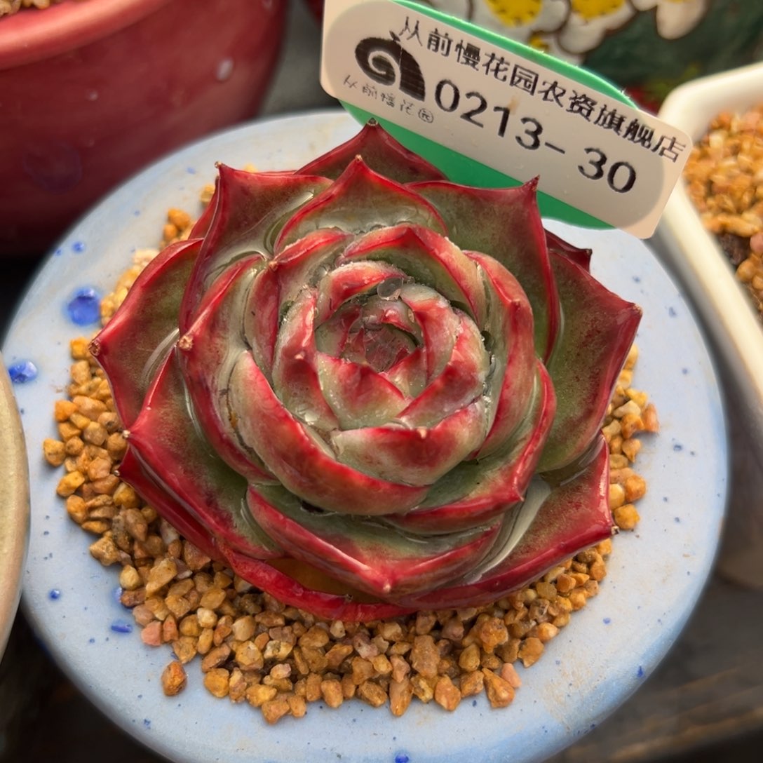 多肉一物一拍0213-30惊鸿