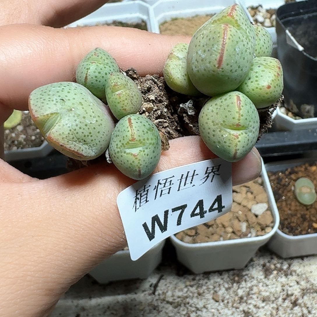 744盒多肉植物区c g