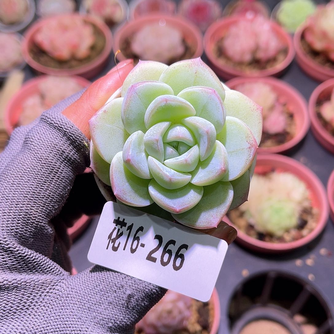 花16-266新品单头