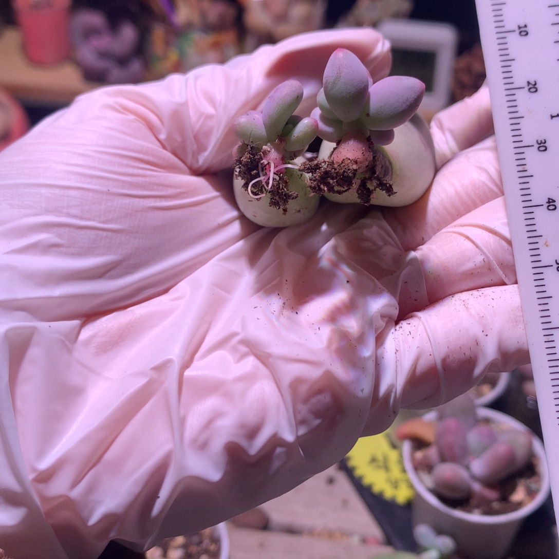 永****爷两个米可奶酪多肉叶插苗。