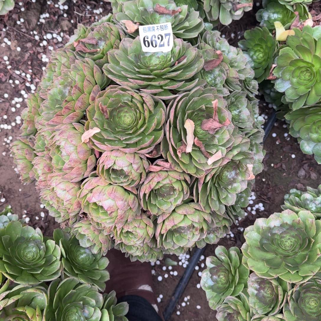 法师万拉丝10-5 6627