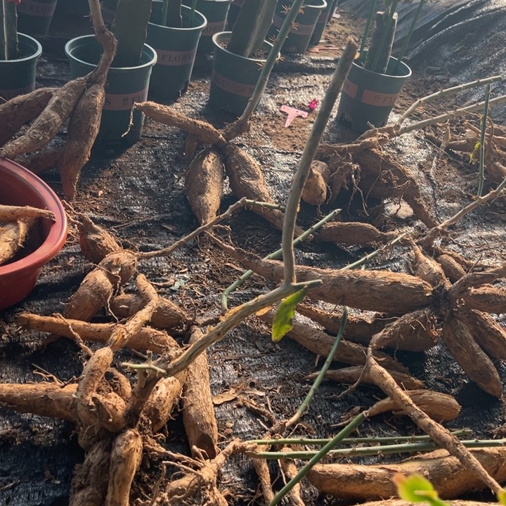 山***秀6号2099西瓜红000000