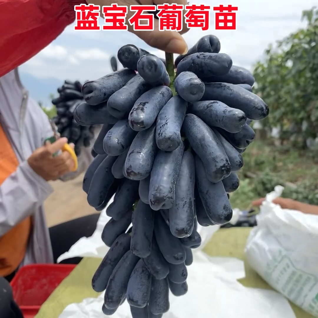 【正宗蓝宝石葡萄树苗】玫瑰葡萄苗盆栽地栽阳台庭院四季种植果树苗