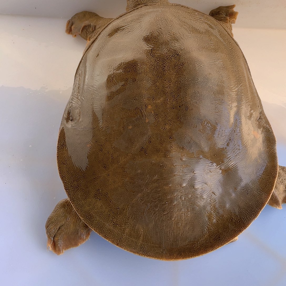 中国大陆12345678