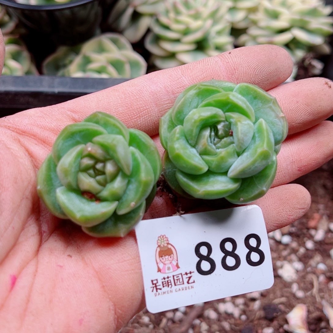 多肉植物多肉植物