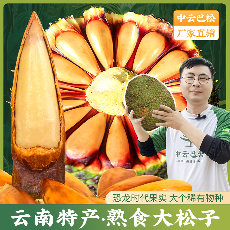 【巴拉那松松子】 巴拉那松拇指大松子 松子有拇指大  送人送礼 