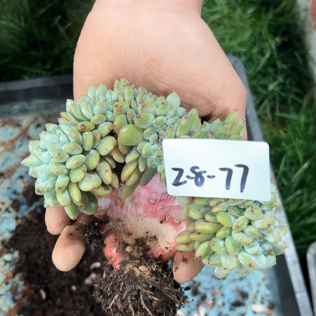 2.8-77橙子缀化多肉板子有点弯