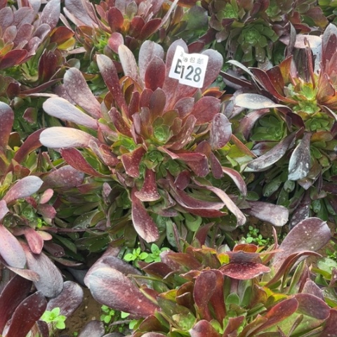 128梅花不包断枝