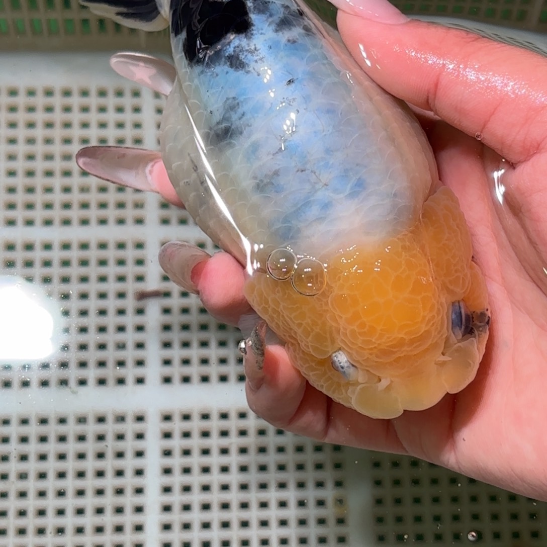 啊***彬金鱼拍包装包邮，不拍包装运费到付