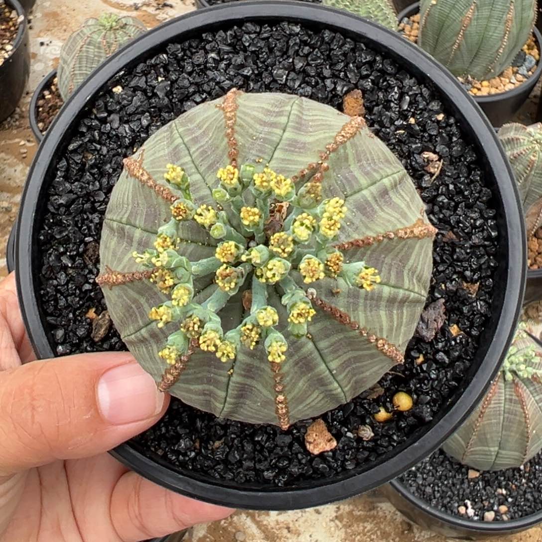 欧系实生布纹球 潜力股