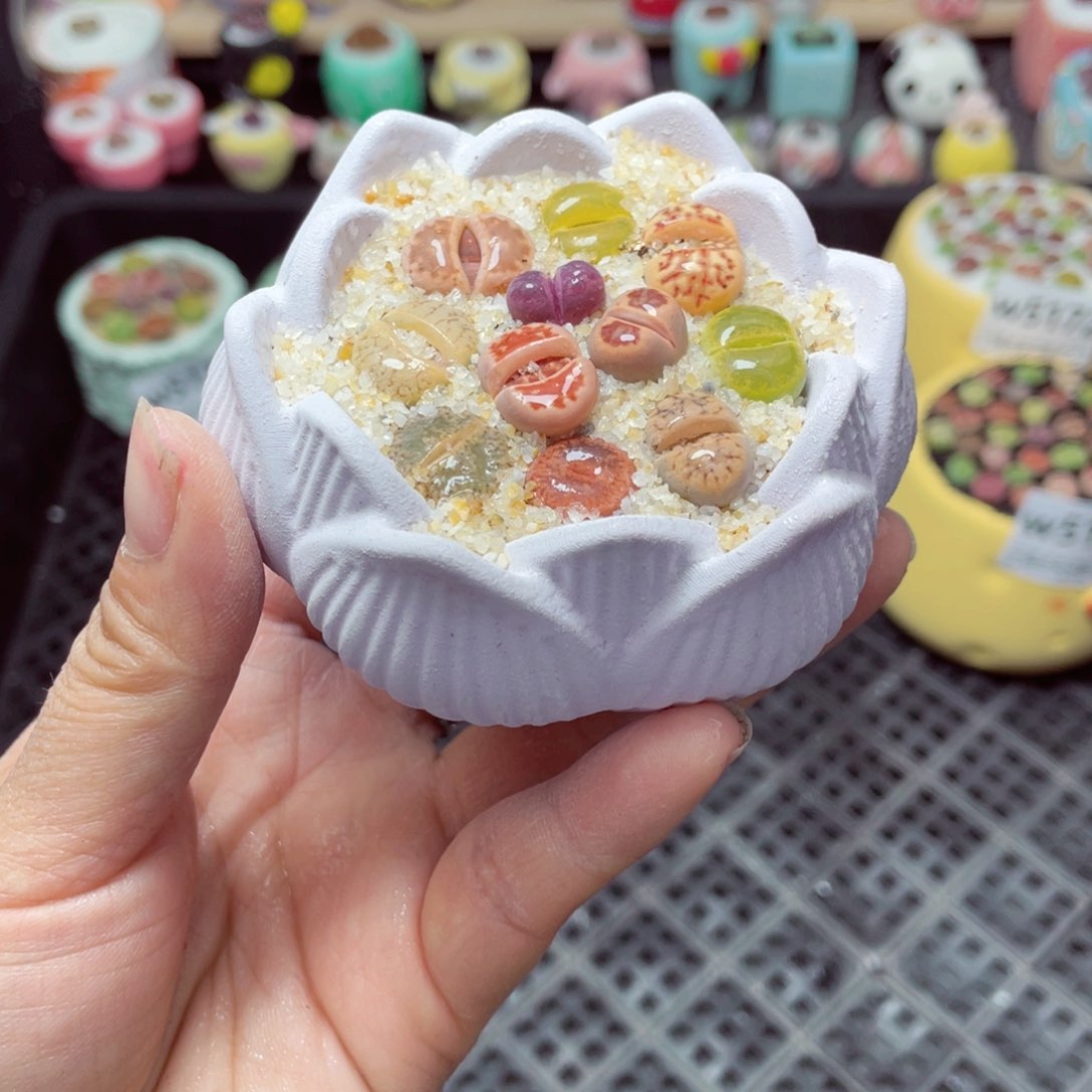 w5181 带盆土发货-零下地区拍保温箱