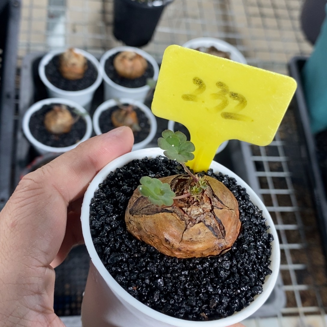 肾叶杨奎多肉植物