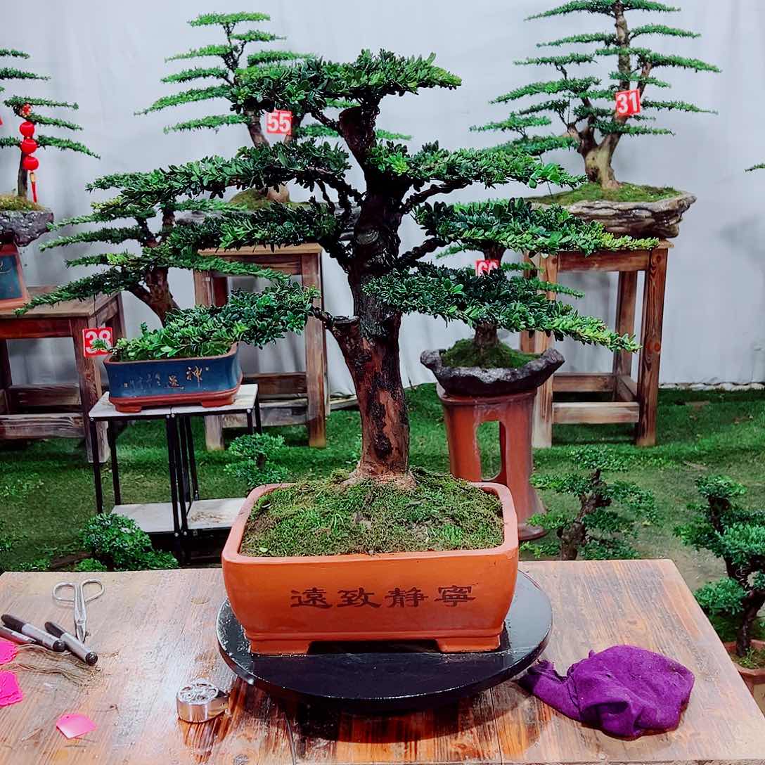 小老桩红芽珍珠罗汉松