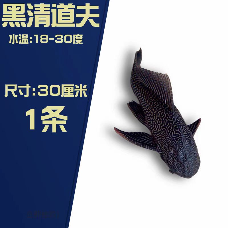 清道夫女王豹纹鱼活体观赏鱼擦玻璃除藻饲养热带鱼混养金鱼