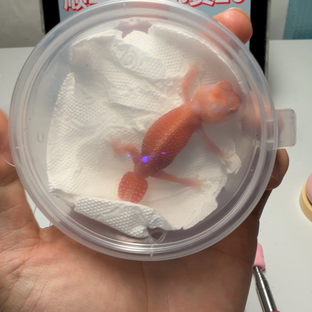 瘤尾守宫小火龙妹妹