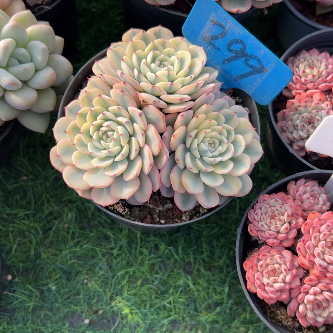 姬莲锦多肉植物保护