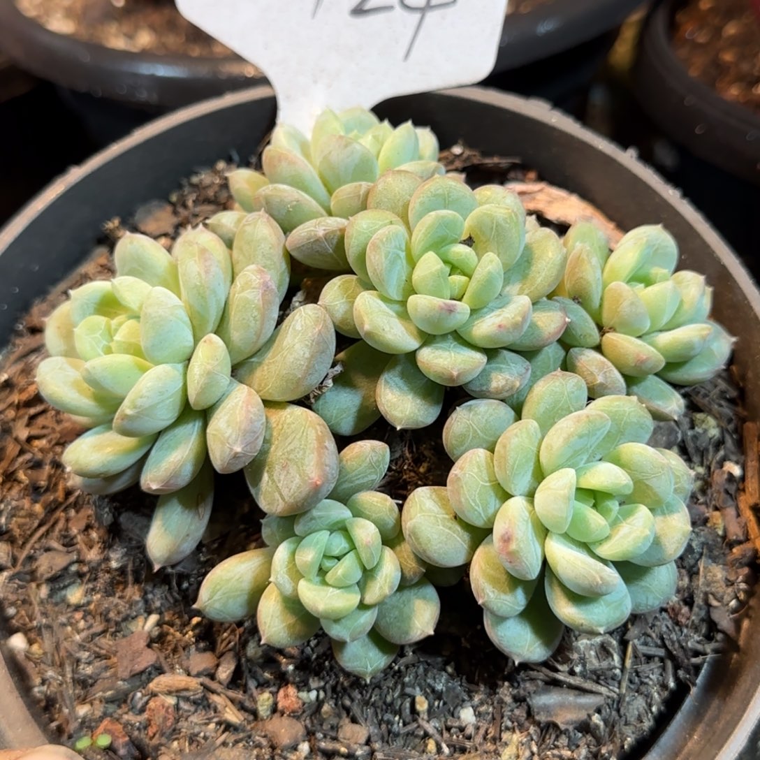 瘤系惊鸿一物一拍包装收缩花旱424