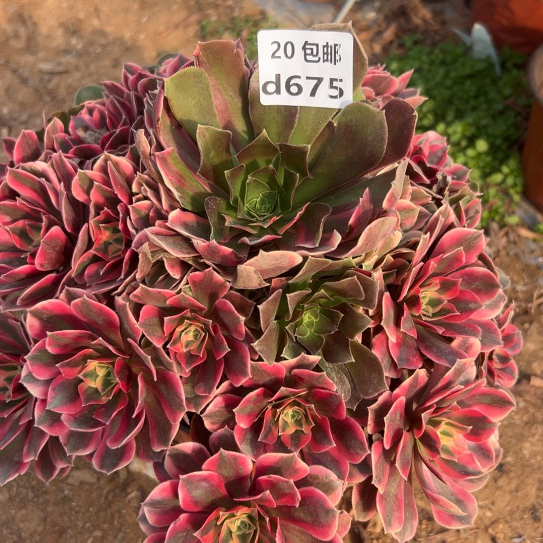 675女妖，多肉法师，多肉法师