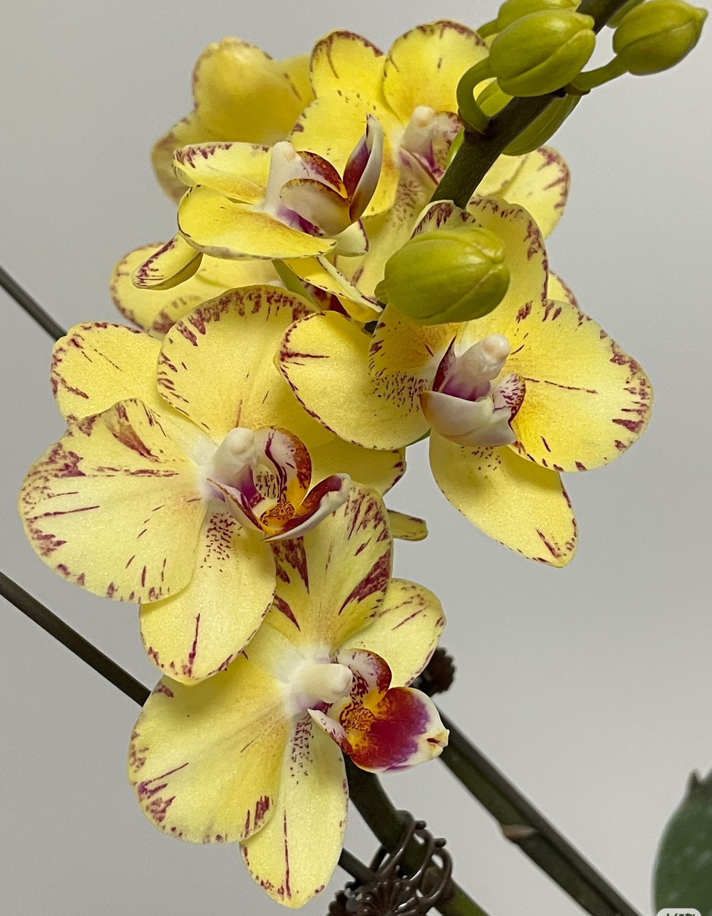 金凤凰3寸双花剑小黄花开花株带花带花苞