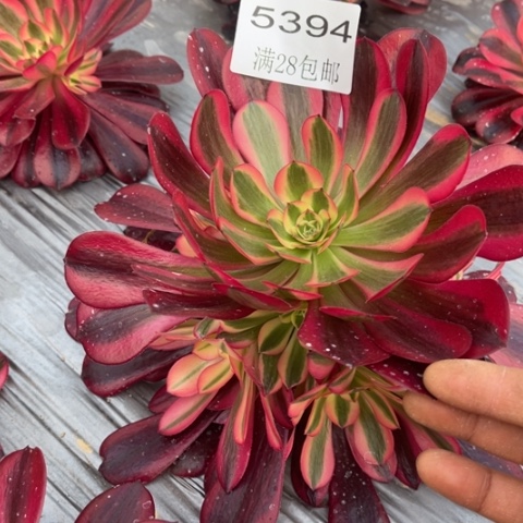 美杜莎多肉多肉5394