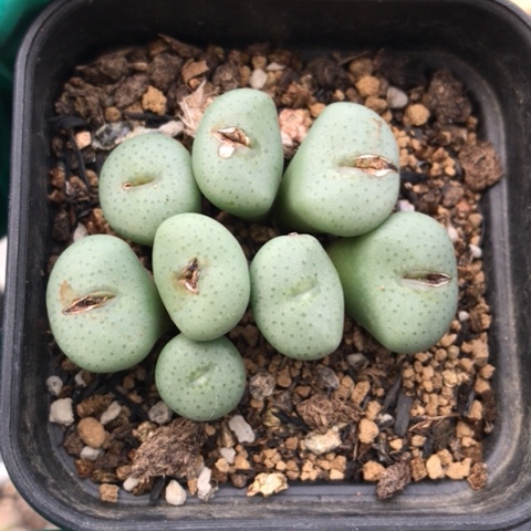 多肉肉锥 金台玉