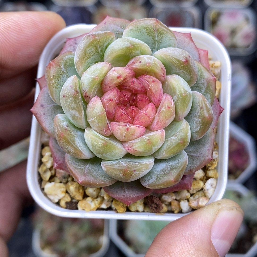 石榴珍妮5厘米盆多肉