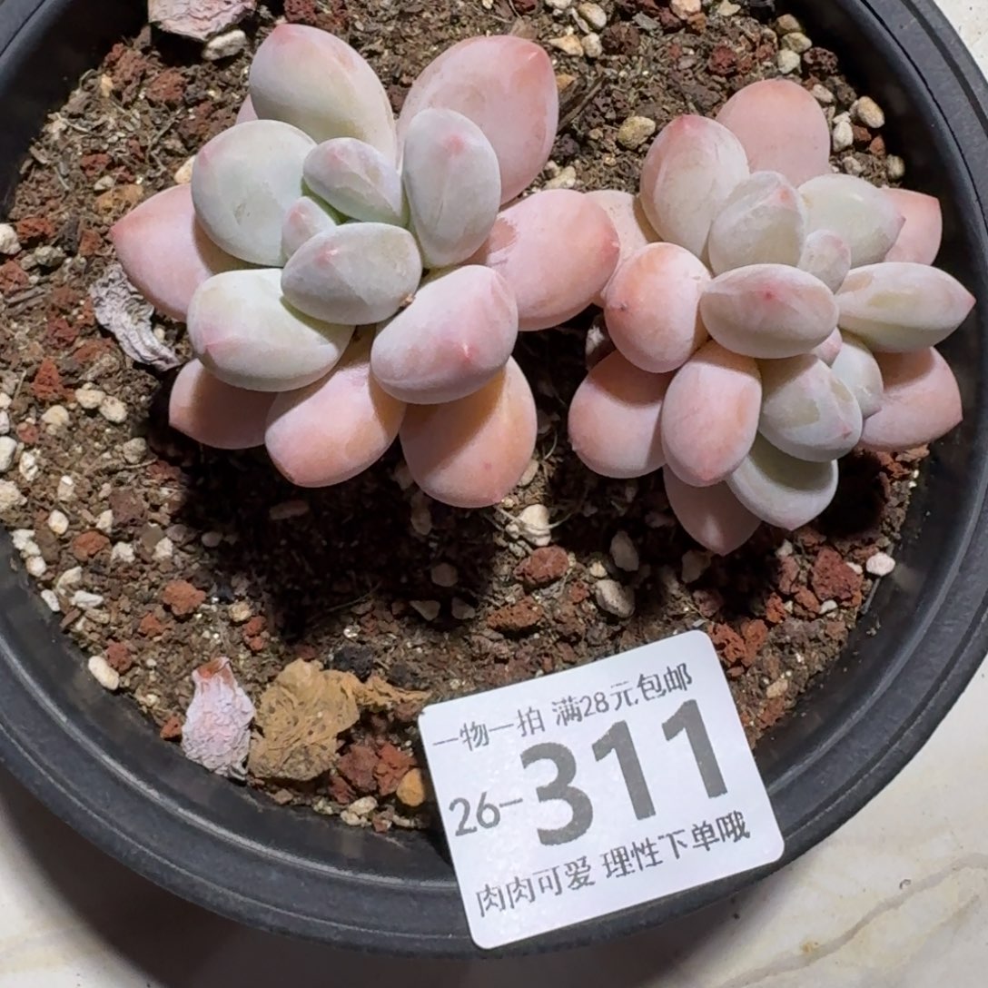 香水无盆土发货无