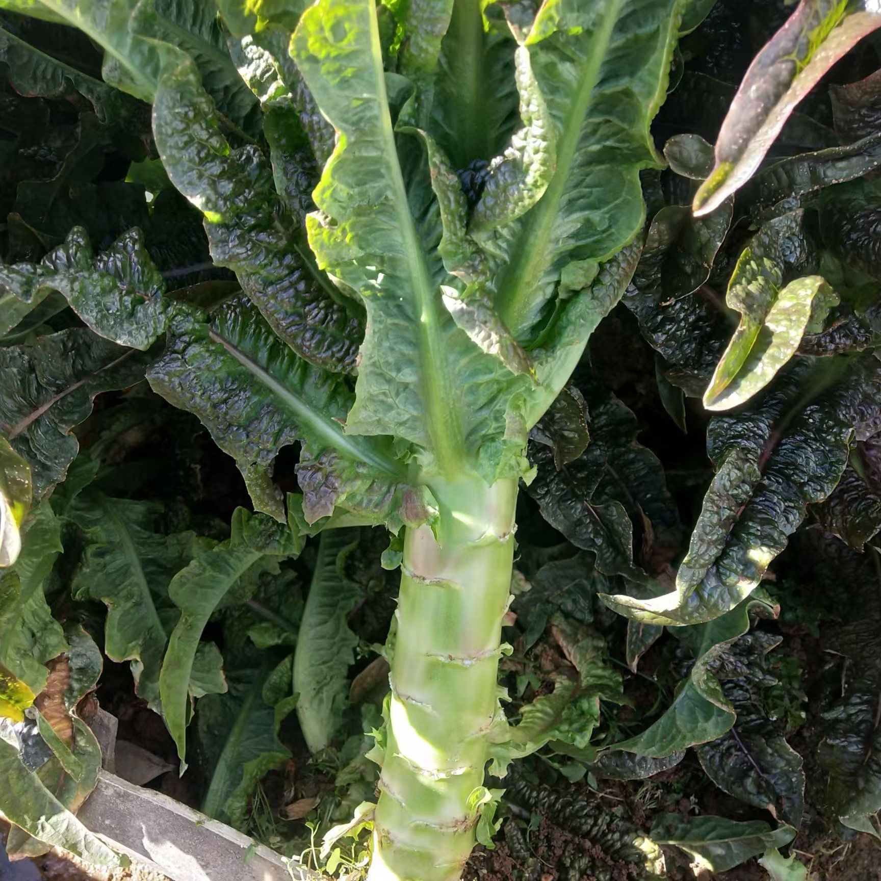 云南高山露天紫叶香莴笋新鲜采摘当天发货鲜甜脆嫩