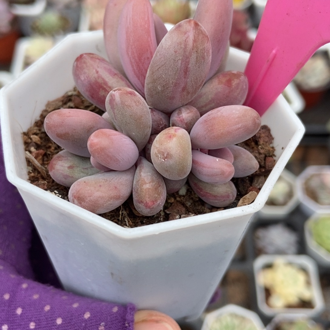 43红手指拉丝锦duorou