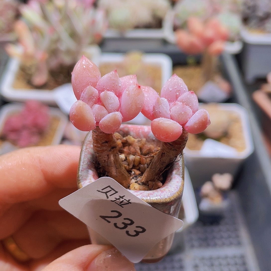 233带盆土精品多肉一物一拍