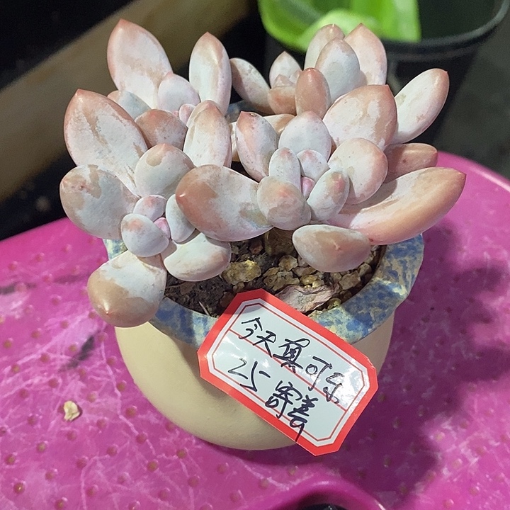 ****乐胭脂精品多肉香水