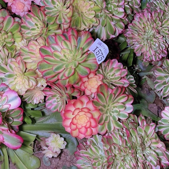 575倾城嫁接的多肉植物