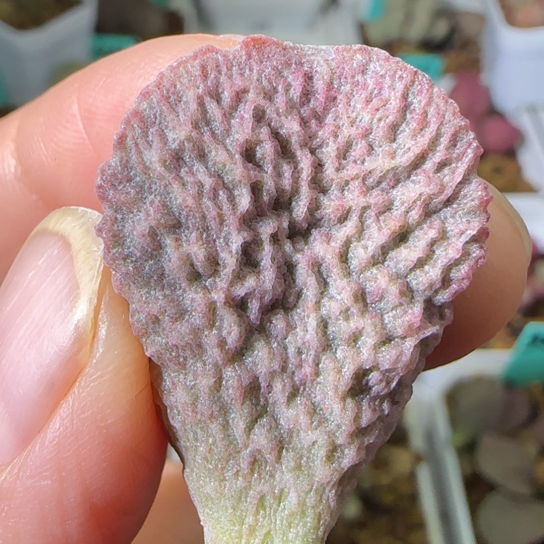 编号610大叶片一个，发发发