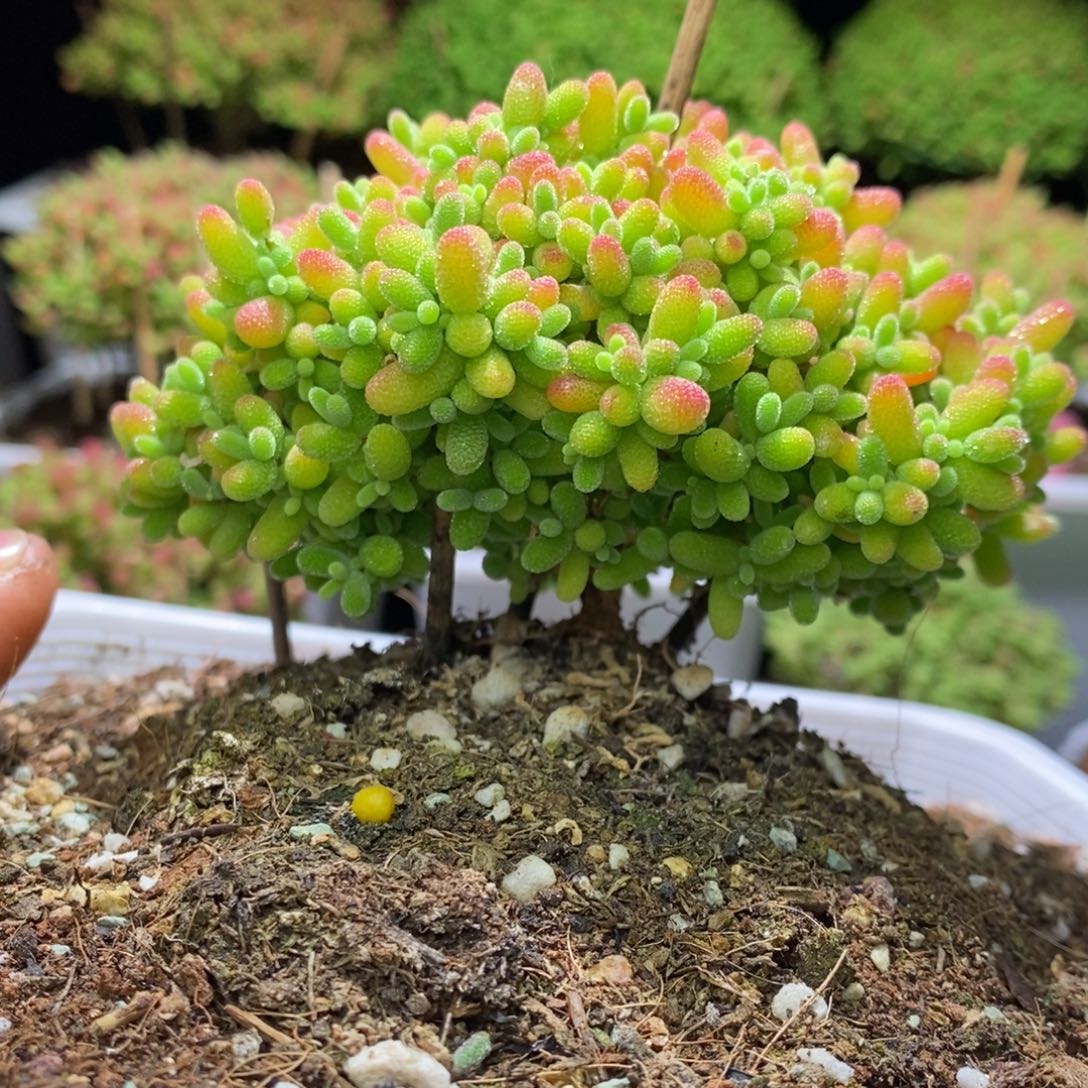 枝干番杏大蜜桔A910